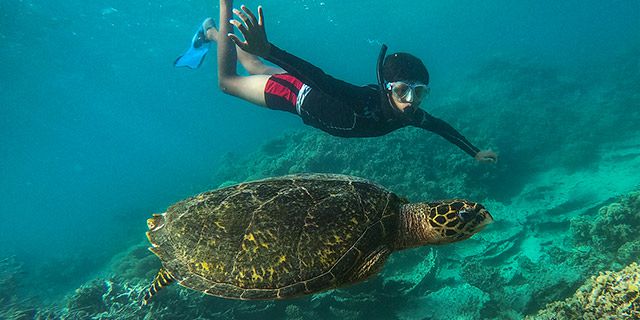 Swim with Turtles at Balaclava Marine Park (6)